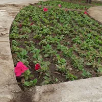 باغبانی و هرس|خدمات باغبانی و درختکاری|بندرعباس, |دیوار
