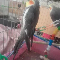 عروس هلندی|پرنده|قم, خاکفرج|دیوار