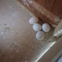 عروس هلندی|پرنده|رشت, منظریه|دیوار