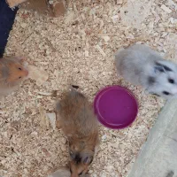 همستر کمپل|موش و خرگوش|خرمآباد, |دیوار