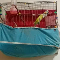 مرغ عشق|پرنده|فارسان, |دیوار