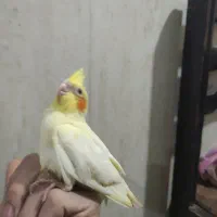 جوجه عروس هلندی رام دستی سرلاکی