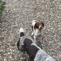 توله شکاری گمشده در لنگرود|سگ|لنگرود, |دیوار