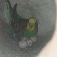 مرغ عشق وفنچ
