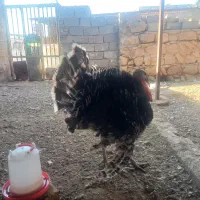 فروش بوقلمون در شهرستان فسا|حیوانات مزرعه|فسا, |دیوار