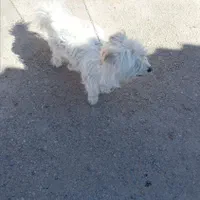 یک عددسگ پاکوتاه نر بفروش میرسد قیمت ۱۳۰۰|سگ|ماهان, |دیوار