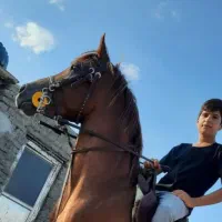 اسب عرب|اسب و تجهیزات اسبسواری|عقدا, |دیوار