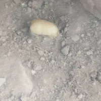 انغوزه