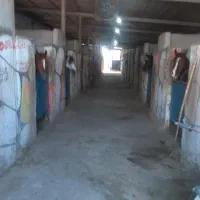 پانسیون باشگاه سوارکاری دهقان خرید فروش انواع اسب|اسب و تجهیزات اسب‌سواری|شهریار, اسکمان|دیوار