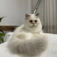 گربه پرشین|گربه|گرگان, |دیوار