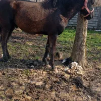 اسب مشکی سال 5|اسب و تجهیزات اسبسواری|کوچصفهان, |دیوار