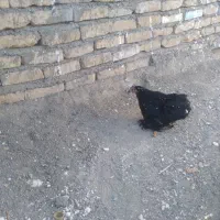 مرغ و خروس|پرنده|تربت‌حیدریه, آغوی|دیوار