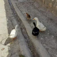 فروش اوردک|حیوانات مزرعه|طرهان, |دیوار