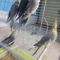 عروس هلندی به شرط جوجه