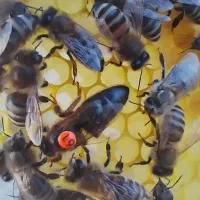 ملکه کارنیکا آلمانیF1