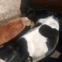 گاو شیری|حیوانات مزرعه|قم, انصار‌الحسین|دیوار