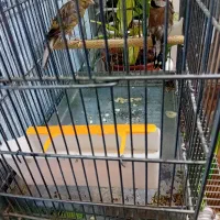 سهره و قناری