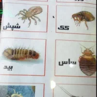 سمپاشی به صورت اصولی سوسک کابینتی موریانه زدایی|خدمات نظافت|دزفول, |دیوار