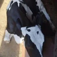 گوساله و ماده گاو حذفی