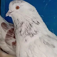 فروش کبوترسرورکله دم سبزازجفتی 500تا1500