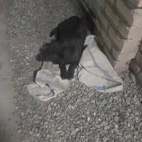 سگ مشگی پا کوتاه