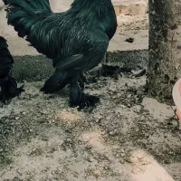 خروس برهما لایت