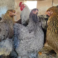 تخم مرغ برهما اصل