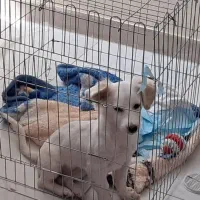 سگ نژاد اشپیتز پامرین|سگ|شیراز, شهرک مخابرات|دیوار