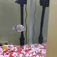 9 عدد ماهی سیچیلای  دوتا آنجل و یک اسکات سبز