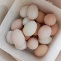 تخم.مرِغ.بومی