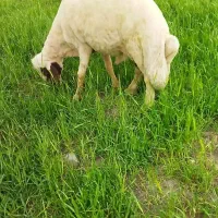 فروشی|حیوانات مزرعه|گهواره, |دیوار