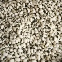 فروش عمده حبوبات