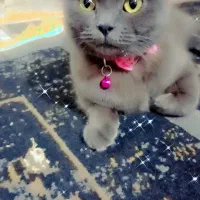 واگذاری گربه دوست‌داشتنی و ناز