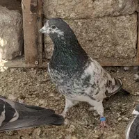 کفتر پاکستانی