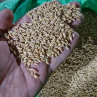 گندم دوبار بوجاری شده دیم
