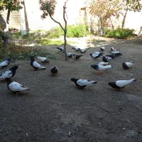 کبوتر سینه ای|پرنده|آذرشهر, |دیوار