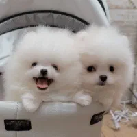 Pomeranian / Poodle / Shihtzu / dog Original|سگ|اصفهان, خواجو|دیوار