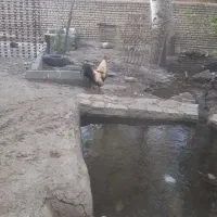 خروس محلی نژاددار