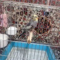 عروس هلندی|پرنده|مشکیندشت, |دیوار