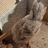 خروس جوان|حیوانات مزرعه|قم, سعادتی|دیوار