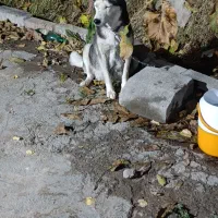 سگ هاسکی|سگ|باسمنج, |دیوار