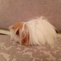 بچه خرگوش لوپ هلندی اصیل و خوکچه هندی فشن موبلند|موش و خرگوش|تهران, تهرانپارس شرقی|دیوار