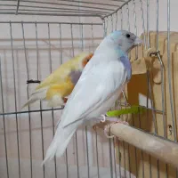 قناری رسمی و جفت گلدین آبی و زرد|پرنده|تبریز, |دیوار