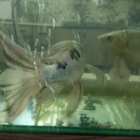 ماهی کوی|ماهی|اصفهان, شفق|دیوار