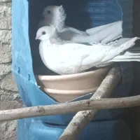 ۹عددکبوتر خوب.فقط فقط معاوضه بایک جفت سهره نر