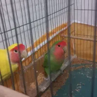 یک جفت طوطی برزیلی قشنگ|پرنده|بوکان, |دیوار