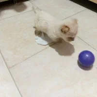 سگ پودل خانگی..قیمت۸۵۰۰|سگ|تهران, والفجر (افسریه)|دیوار