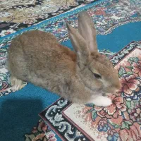 دو غدد خرگوش خوشگل  فروشی