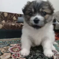 سگ خوشگل زیباه|سگ|کرمانشاه, |دیوار