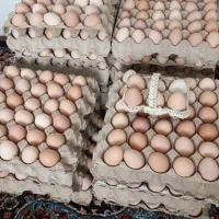 مرغداری|حیوانات مزرعه|جوادآباد, |دیوار